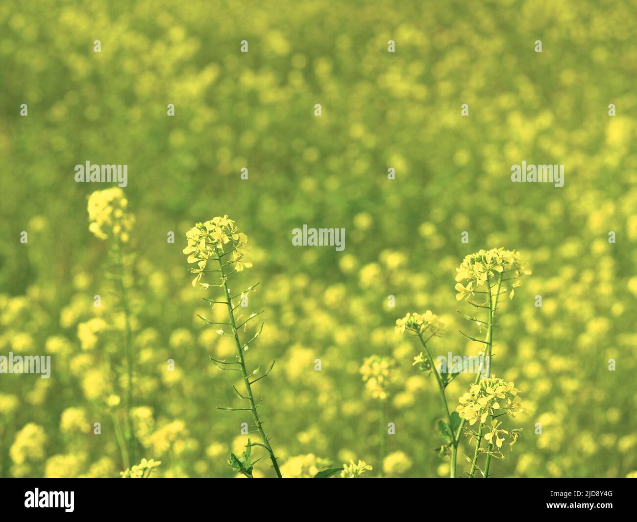 Selective focus on the tiny yellow flower, probably mustard flower seed, resulted in a faded background. Natural two tone color of yellow and green. Stock Photo