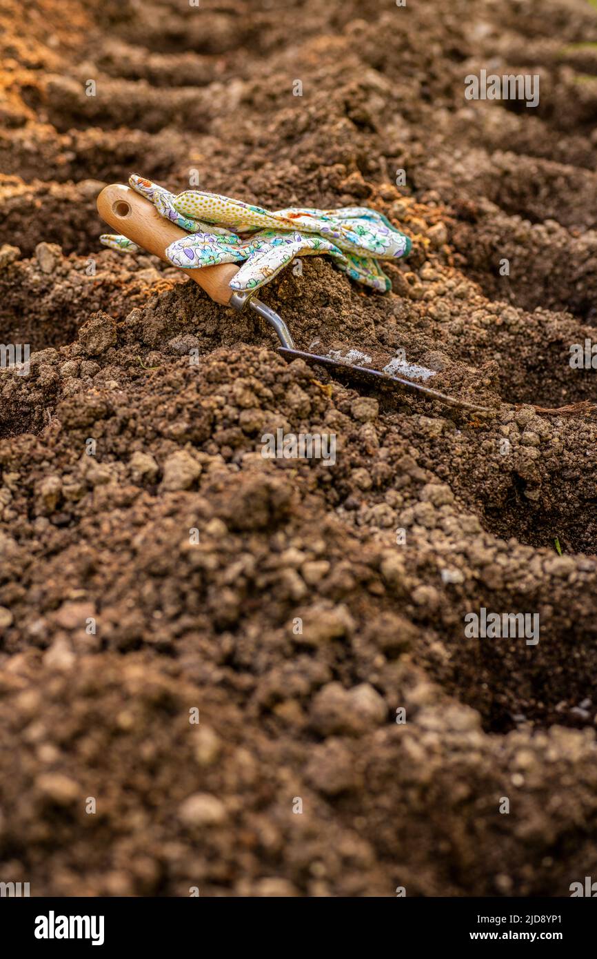 Gardening. Soil preparation before planting in the garden. Digging holes, adding chicken manure pellets and compost. Organic gardening, eco friendly f Stock Photo