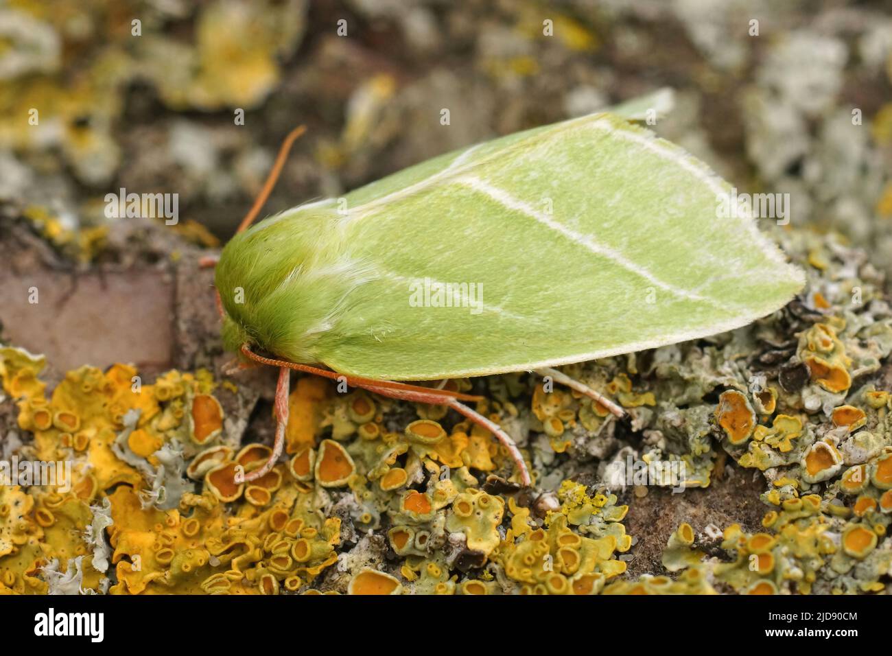Detailed closeup on the colorful green silver-lines moth, Pseudoips prasinana sitting on alichen covered wood Stock Photo