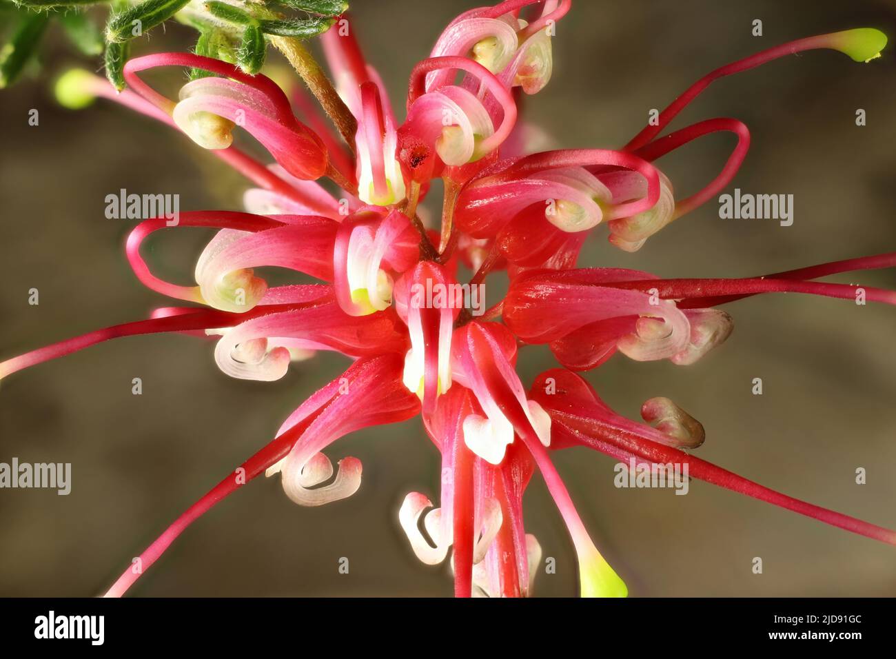 Isolated  Grevillea thelemanniana inflorescence. Australian native plant. Stock Photo
