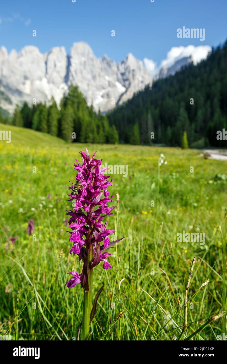 Wild orchid with bee in meadow of Venegia Valley in the Pale di San Martino mountain group. The Trentino Dolomites. Italian Alps. Europe. Stock Photo
