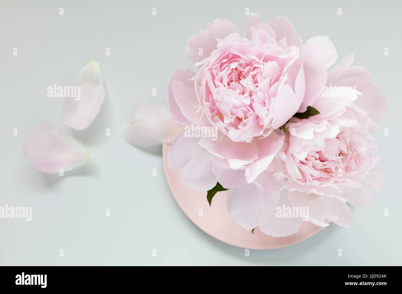 Two pink Peonies on pink plate from above Stock Photo