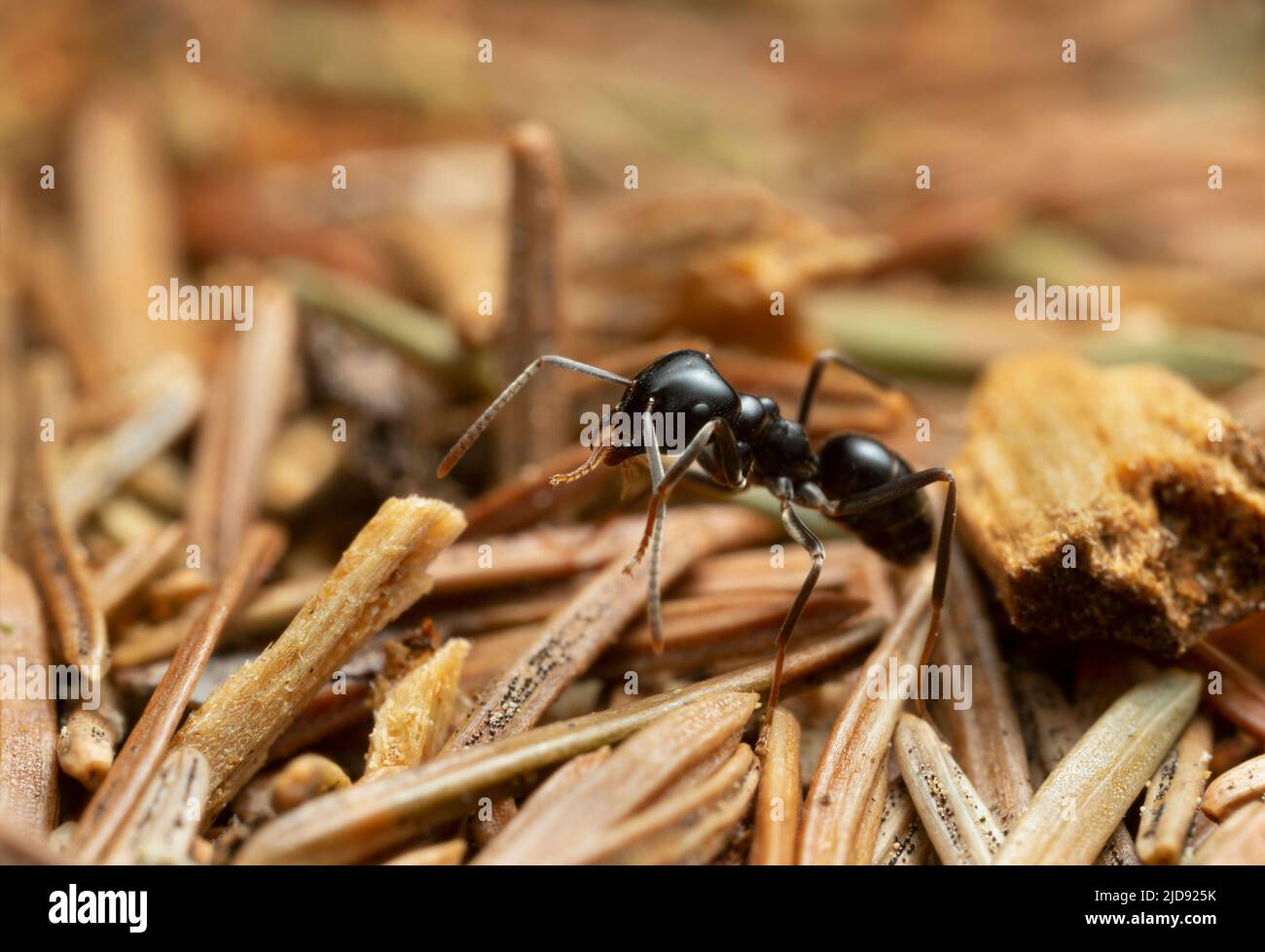 Jet black ant, Lasius fuliginosus among pine needles, macro photo Stock Photo