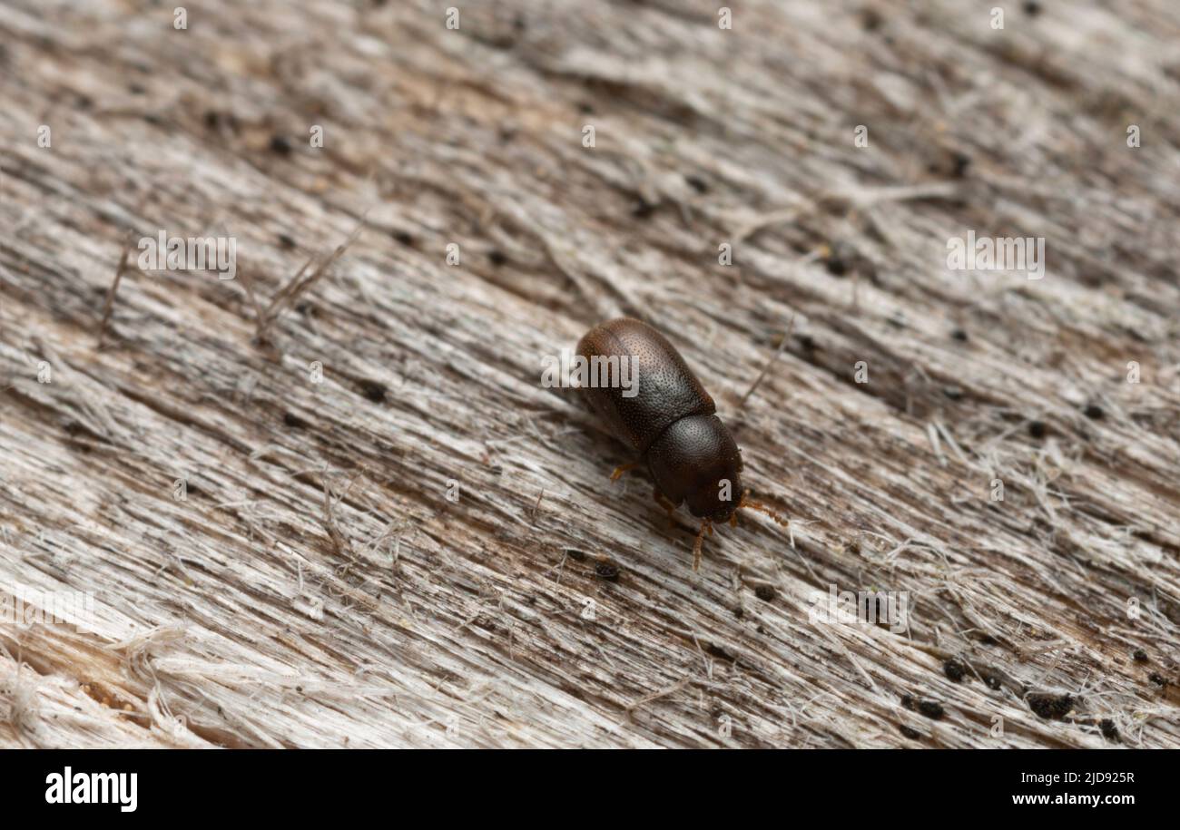 Minute tree-fungus beetle, Cis bidentatus on wood Stock Photo