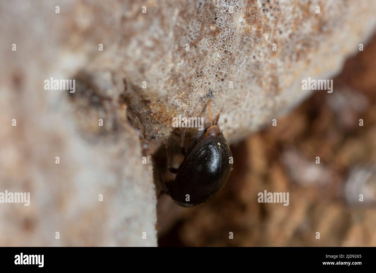 Female Dorcatoma dresdensis laying eggs in polypore Stock Photo