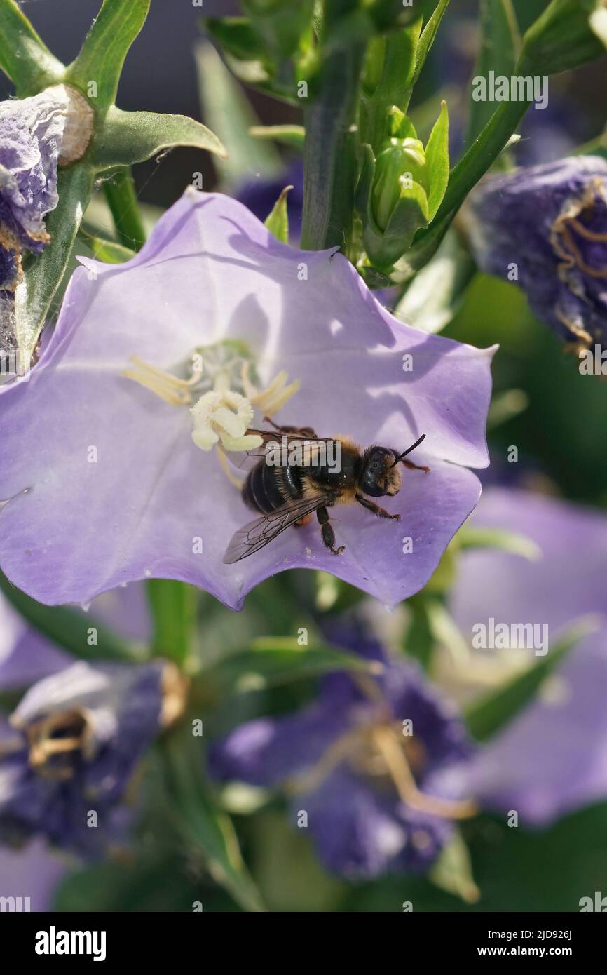 Vertical closeup on a female, oligolectic and endangered Golden tailed Melitta haemorrhoidalis in her host plant a Bellflower, Campanula in the field Stock Photo