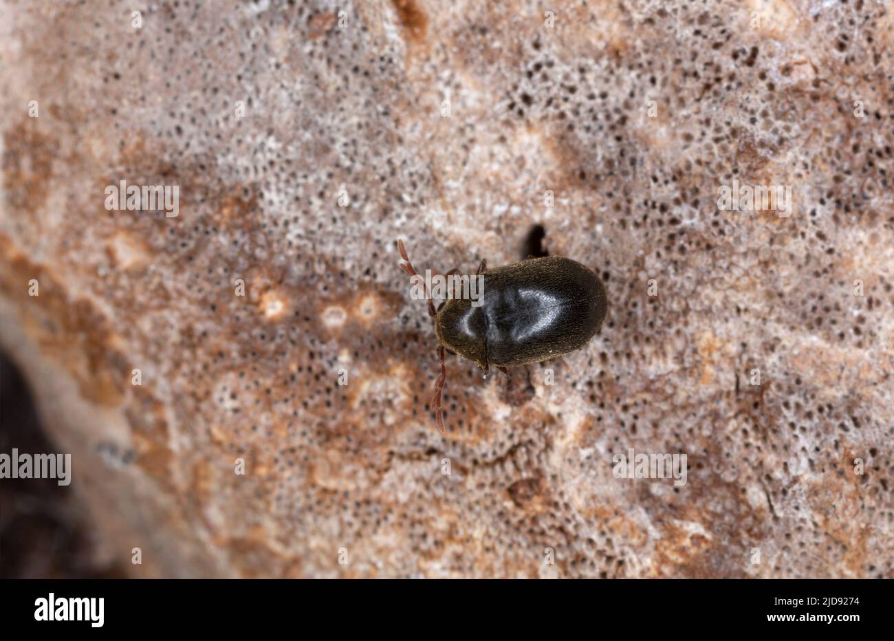 Dorcatoma dresdensis on polypore, macro photo Stock Photo