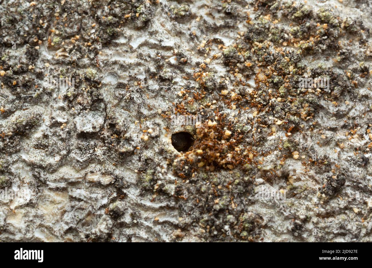Bark beetle, Trypophloeus binodulus working on aspen wood Stock Photo