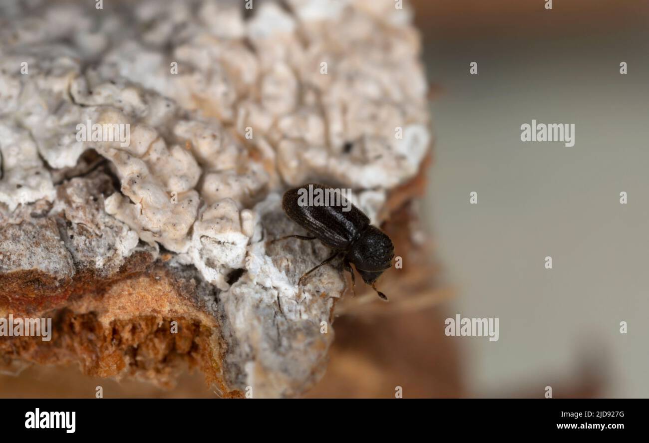 Bark beetle, Trypophloeus binodulus on aspen wood photographed with high magnification Stock Photo