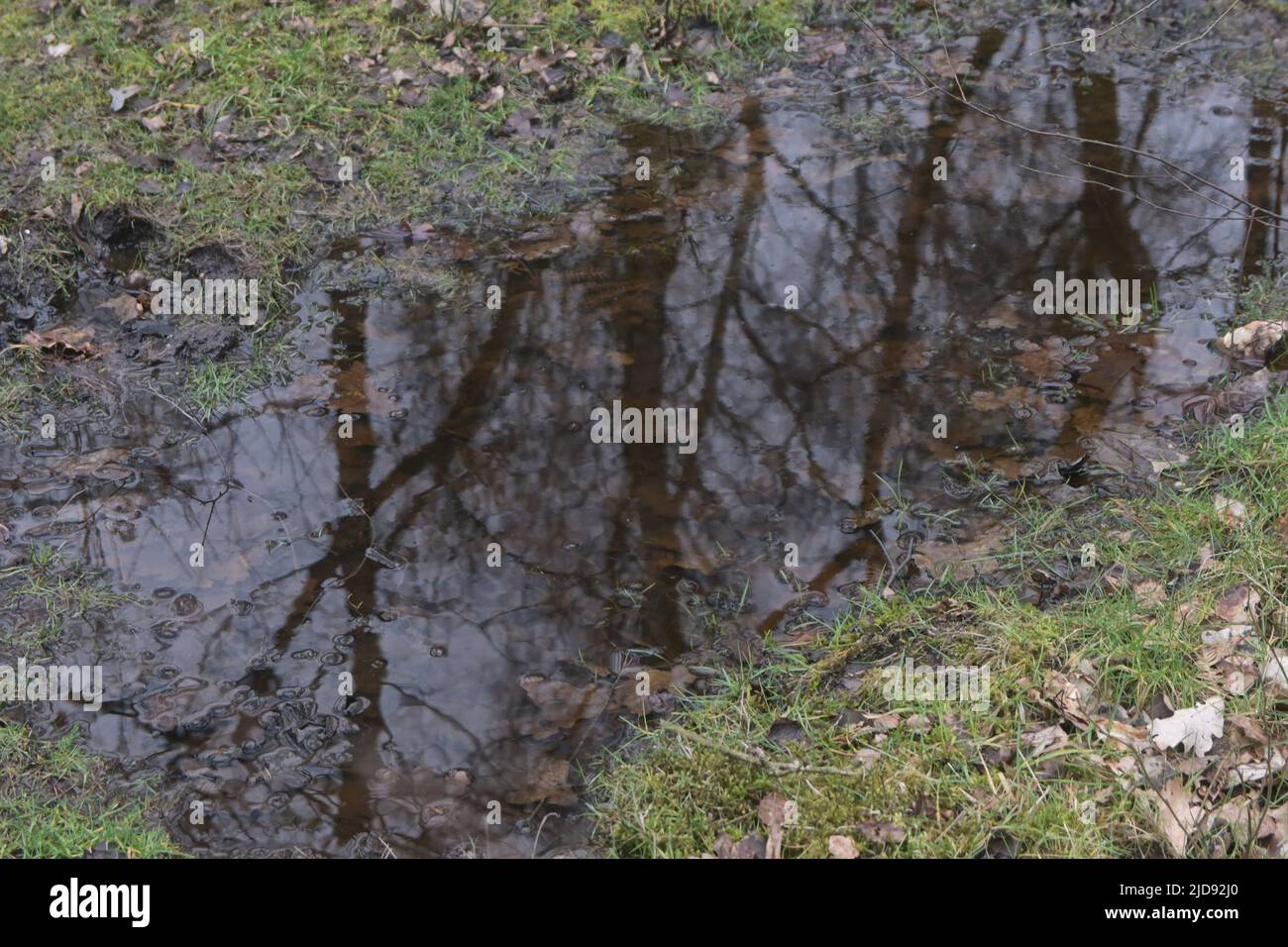 wet, boggy ground, england Stock Photo