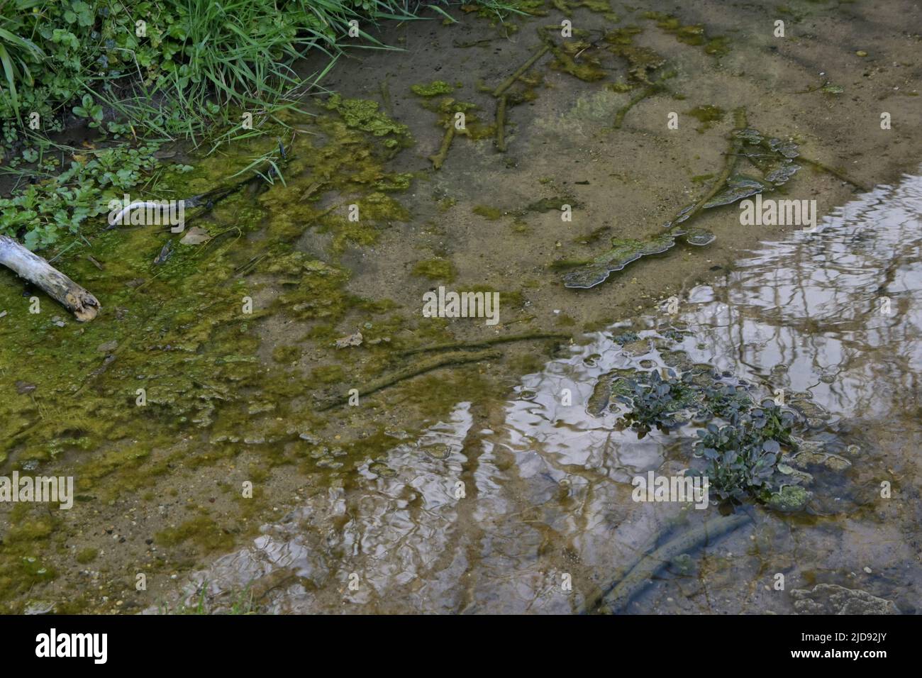 muddy stream, suffolk, england Stock Photo