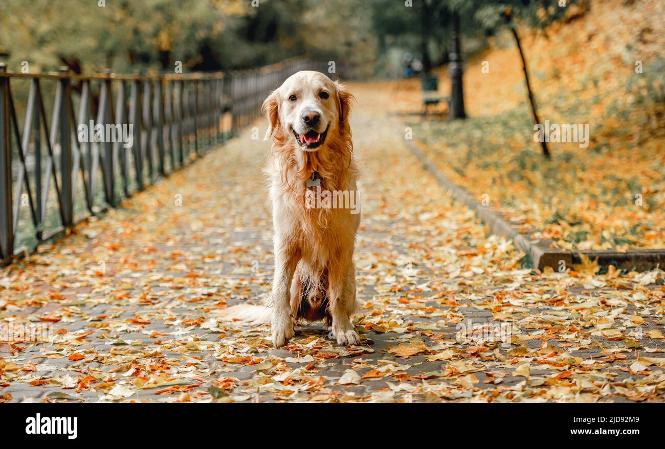 Golden retriever dog in park Stock Photo - Alamy