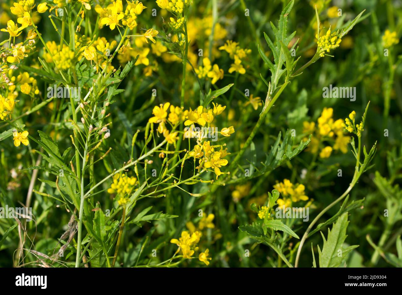 Rorippa sylvestris, creeping yellowcress flowers  on sunny day selective focus Stock Photo