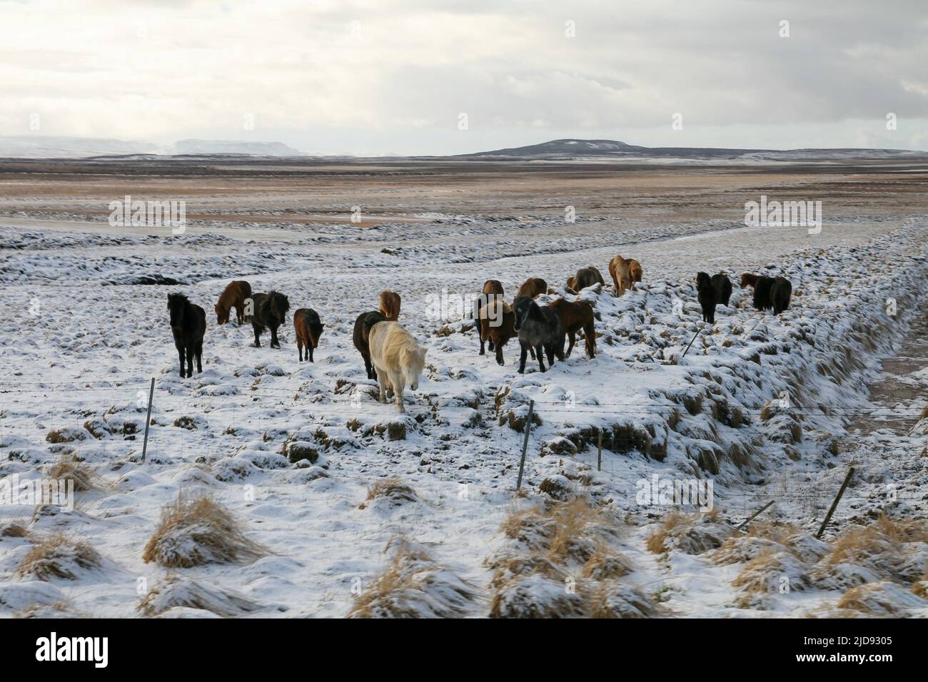 Scandinavian horses herd grazing in Icelandic snow nature Stock Photo