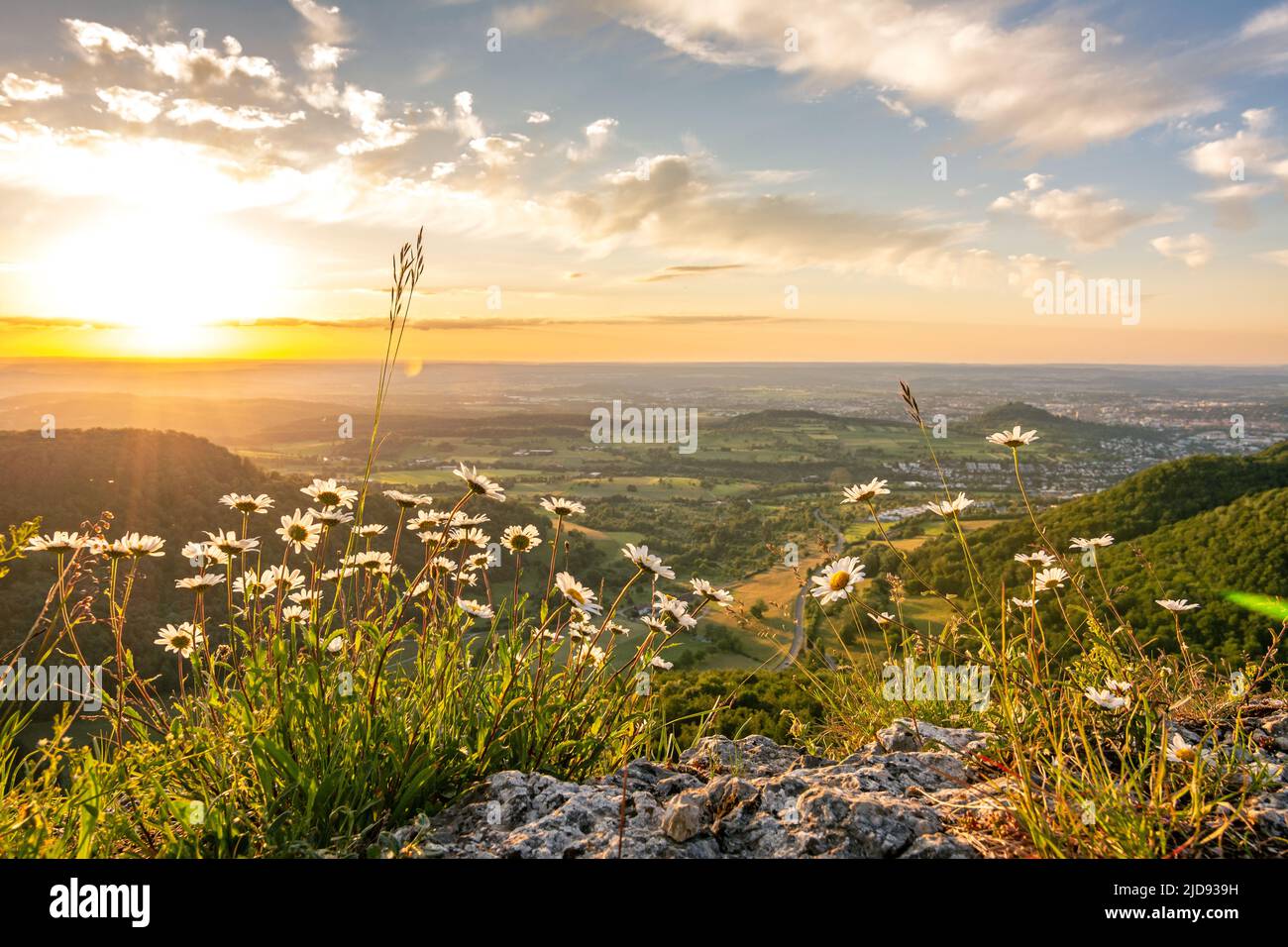 Beautiful flowers on scenic rock ledge at sunset in the Swabian Jura in Southern Germany Stock Photo