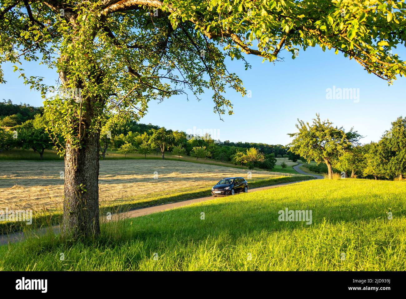 Car on a country road in beautiful green summer landscape at sunset Stock Photo