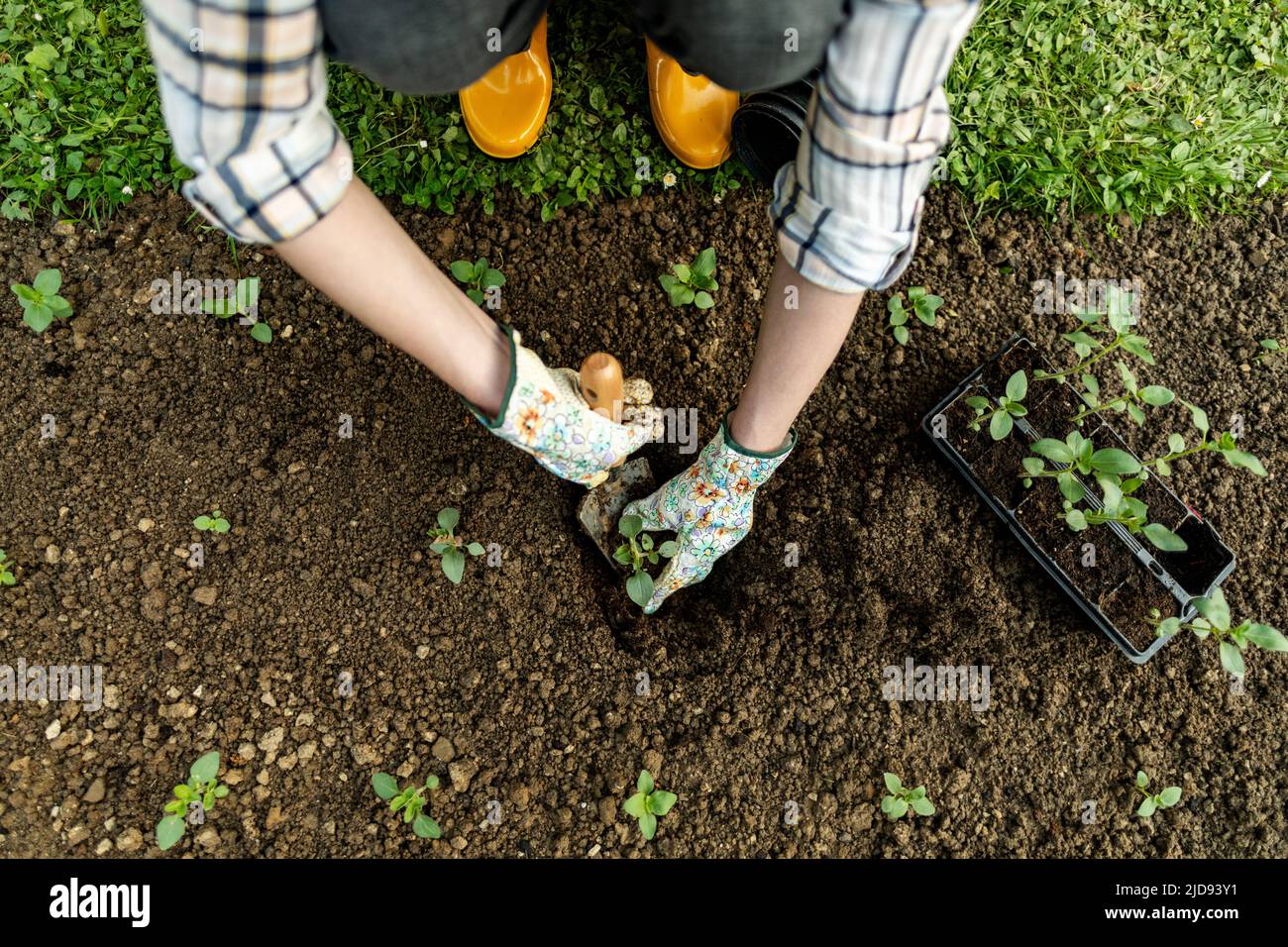 Female gardener planting flowers in her flowerbed. Gardening concept. Garden landscaping small business owner. Planting snapdragon seedlings. Top view Stock Photo