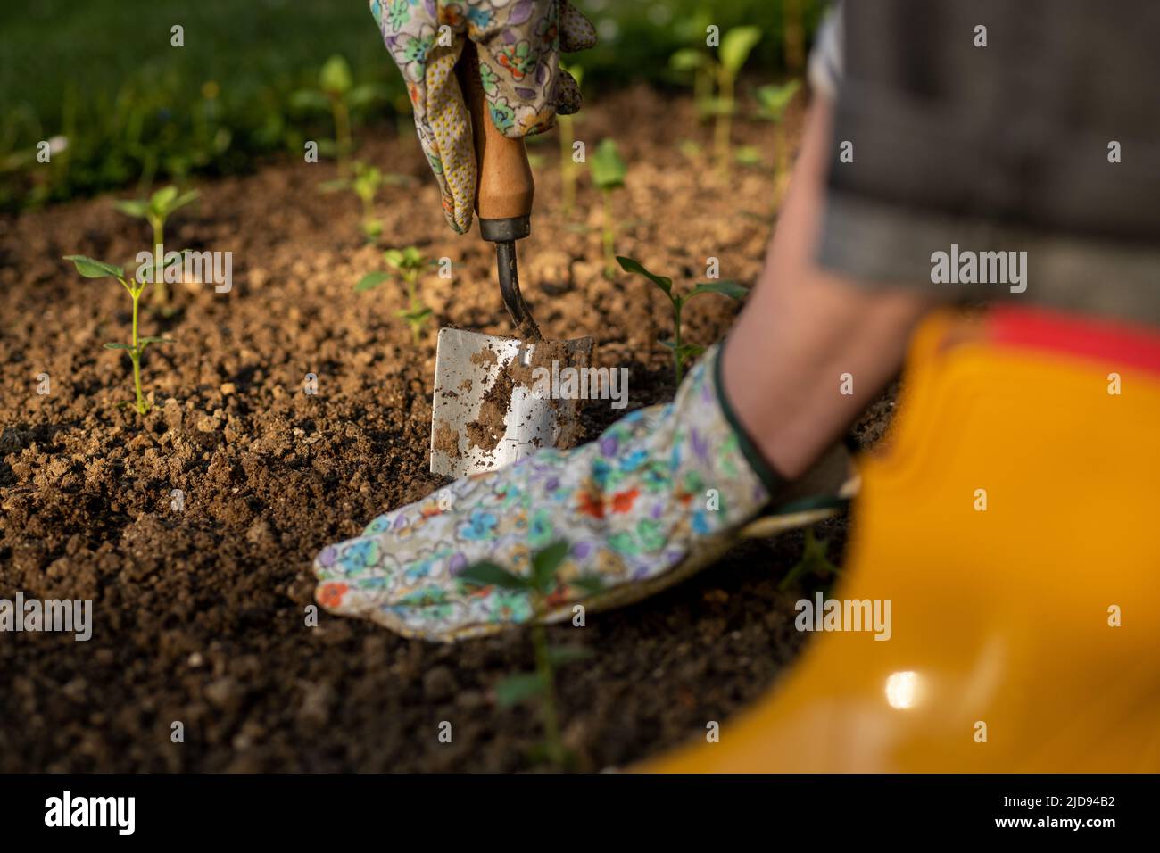Female gardener planting flowers in her flowerbed. Gardening concept. Soil digging. Planting snapdragon seedlings. Stock Photo