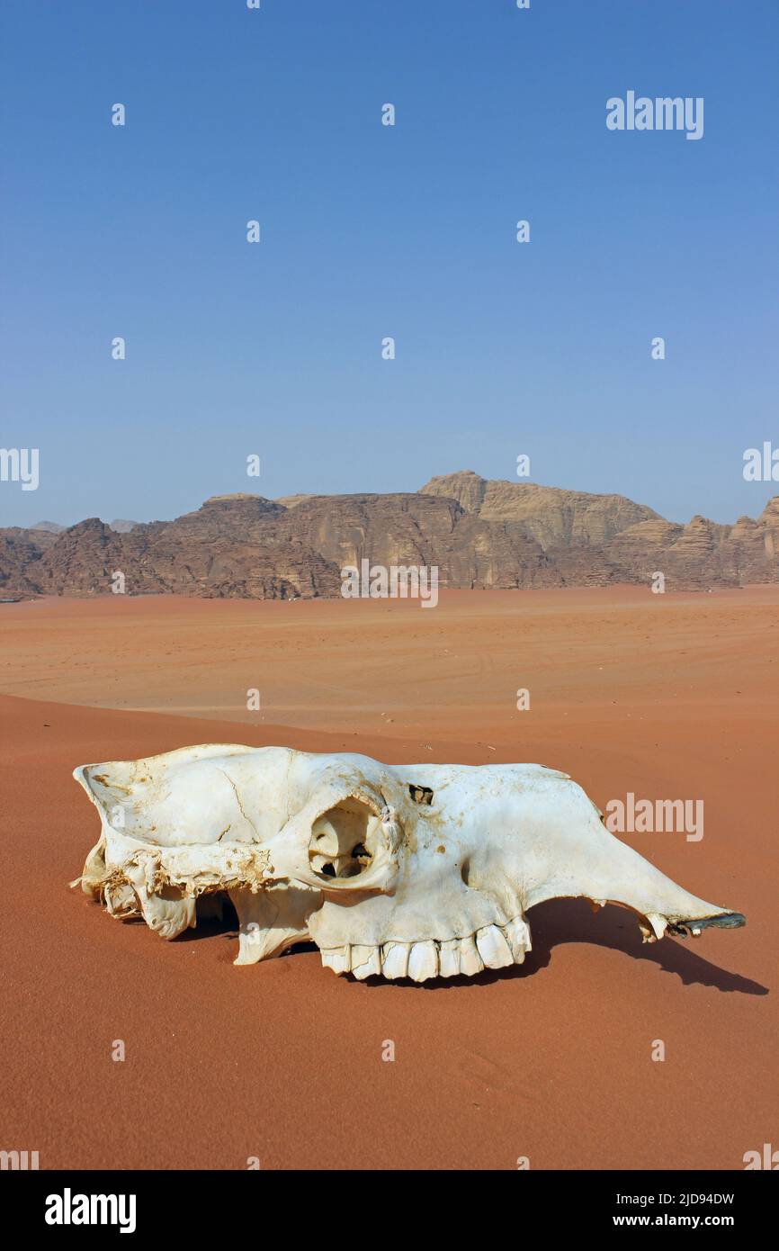 Camel Skull in Wadi Rum, Jordan Stock Photo