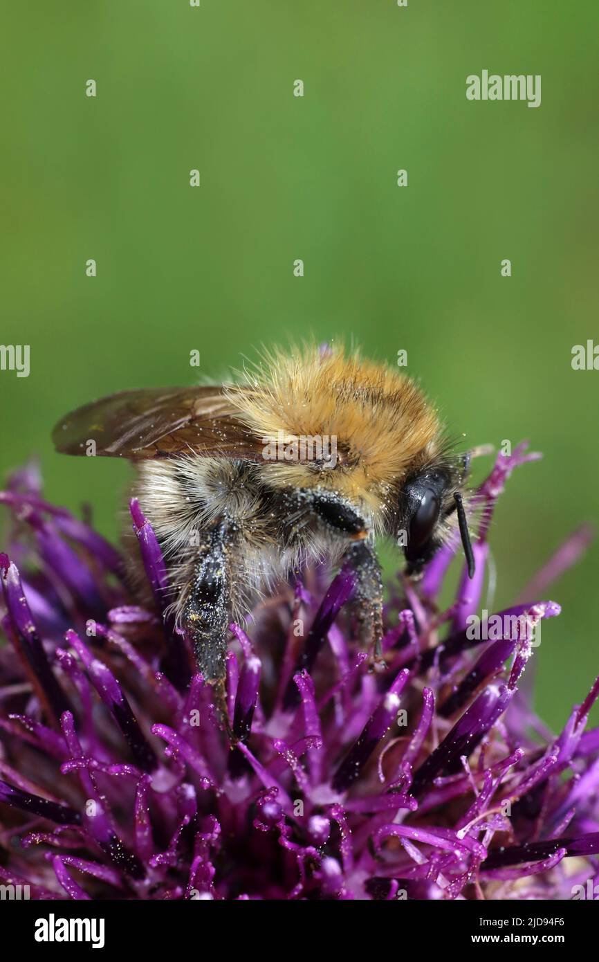 Carder bee hi-res stock photography and images - Alamy