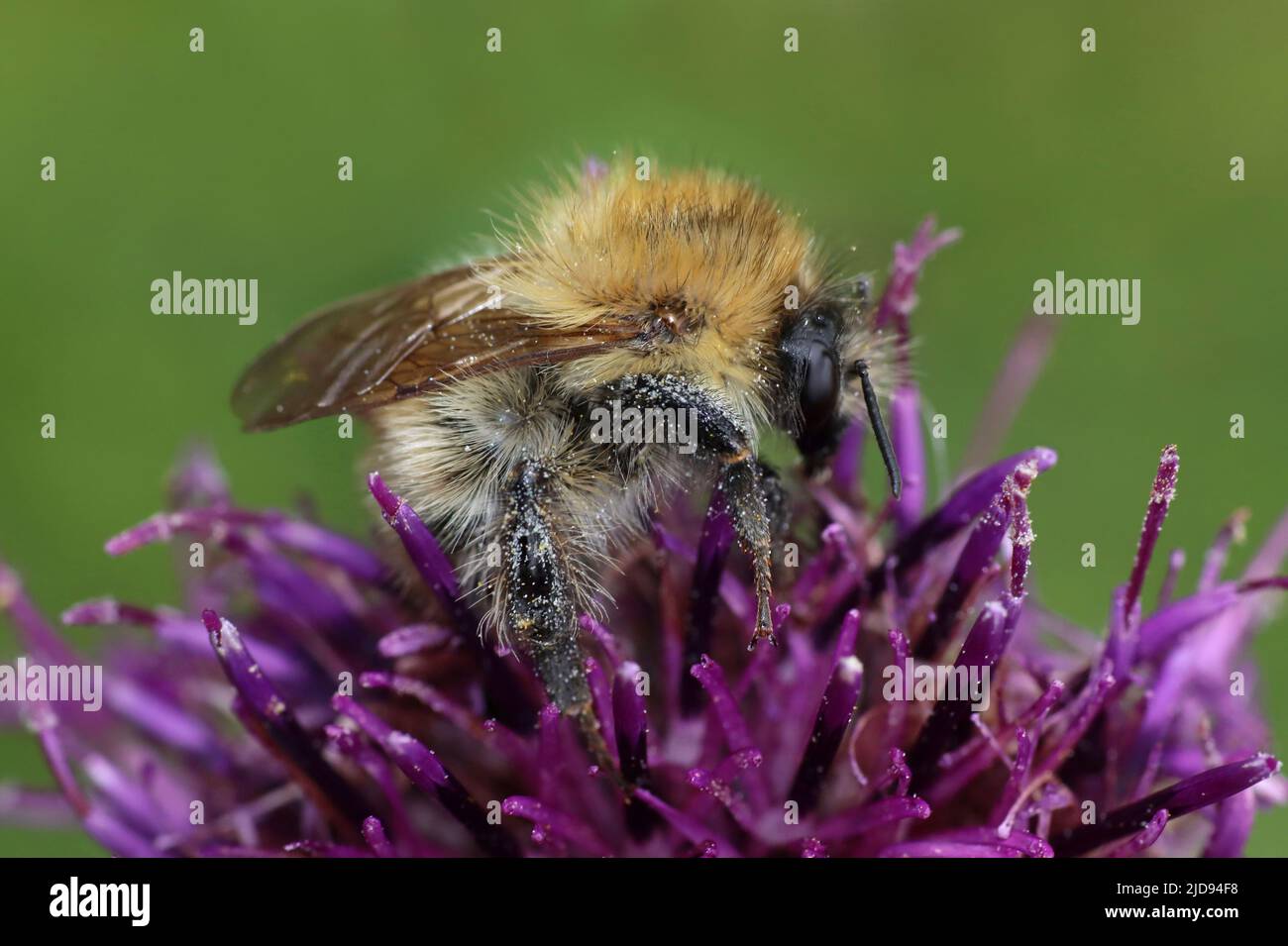 Common Carder Bee Bombus pascuorum Stock Photo
