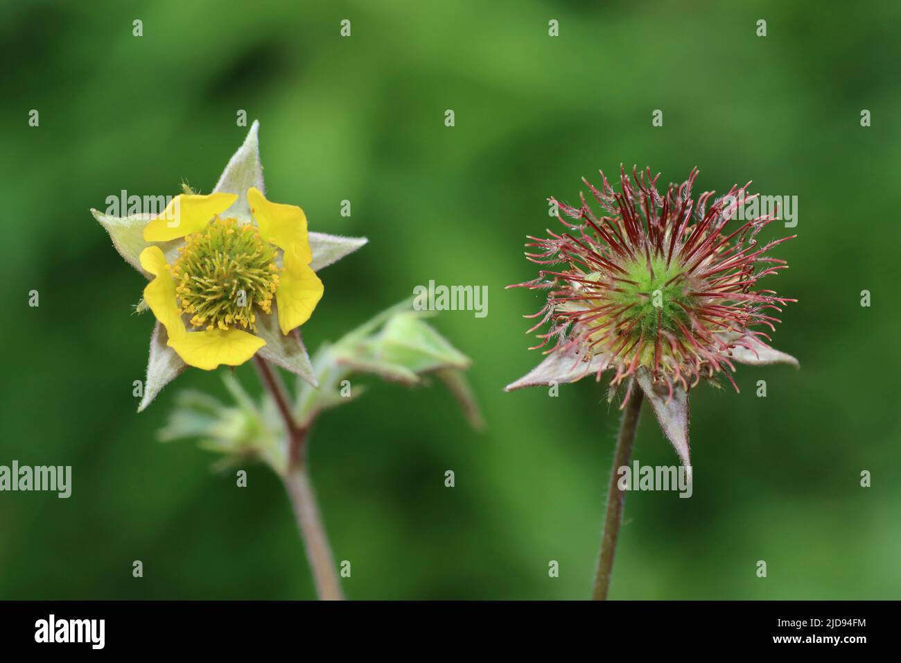 Water Avens Geum rivale - In Flower & Seed Head Stock Photo