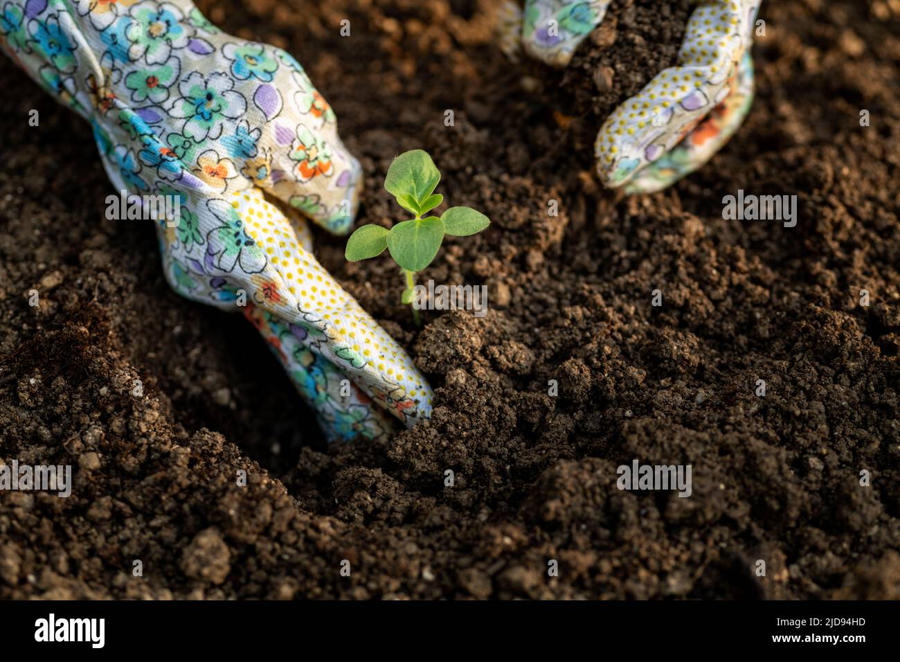 Gardener planting flowers in her flowerbed. Gardening concept. Garden landscaping small business owner. Planting snapdragon seedlings close up shot. Stock Photo