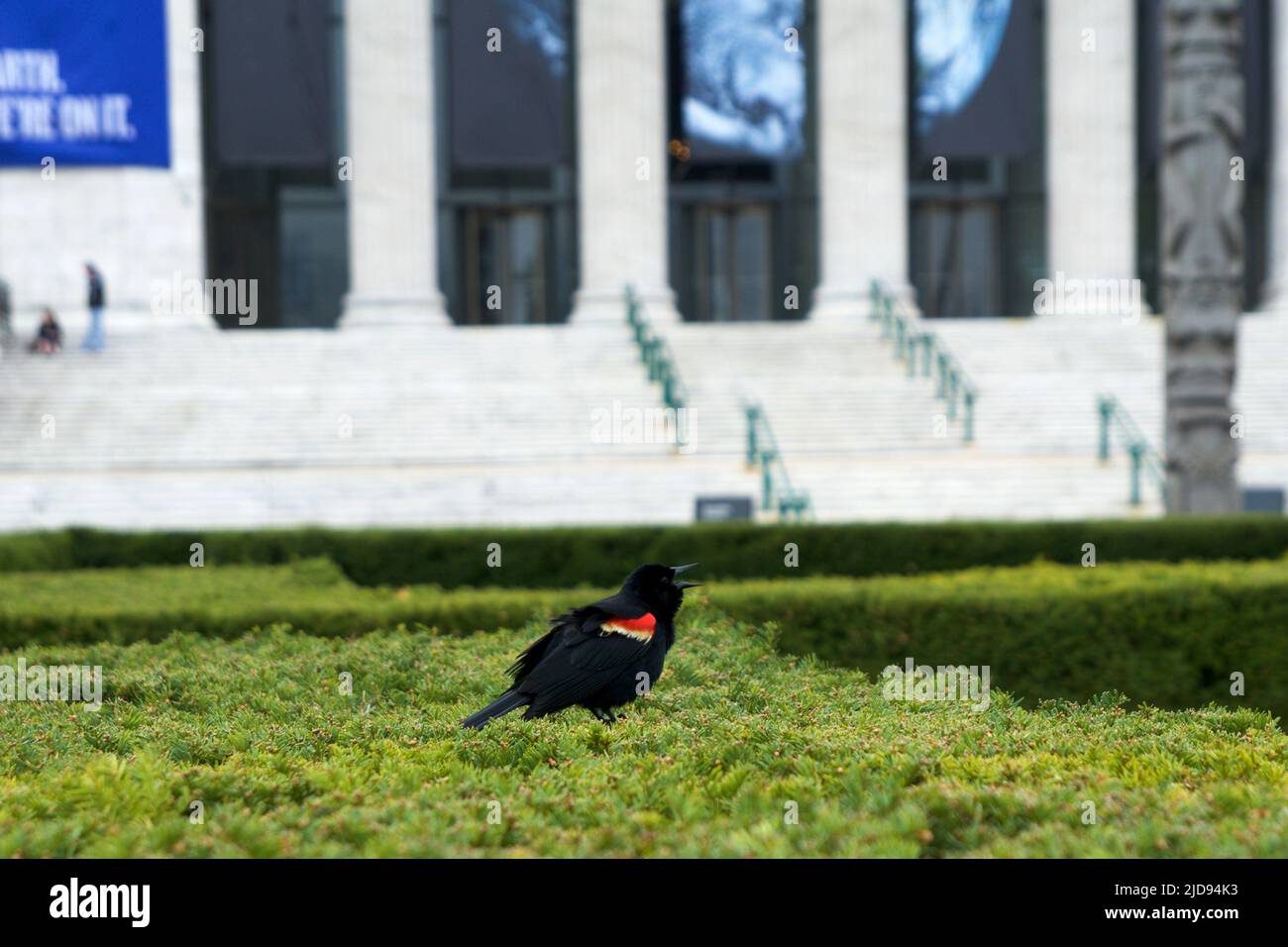 CHICAGO, ILLINOIS, UNITED STATES - MAY 12, 2018: A black bird on a green hedge outside the Field Museum of Natural History in Chicago Stock Photo