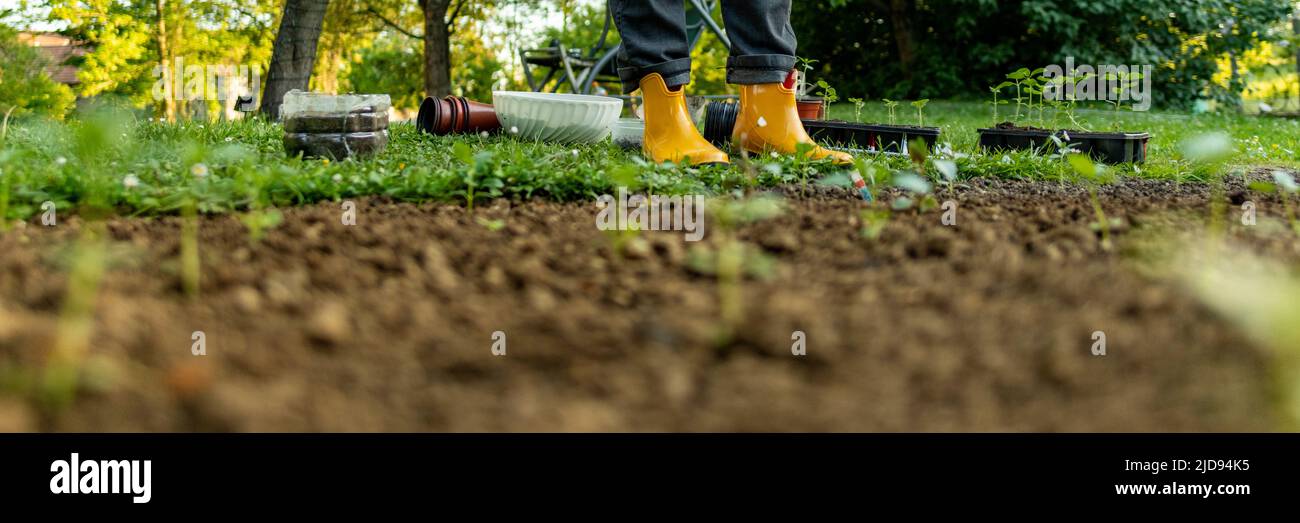 Unrecognizable female gardener standing in her ornamental backyard garden. Planting seedlings, starting cut flower garden. gardening as a hobby banner Stock Photo