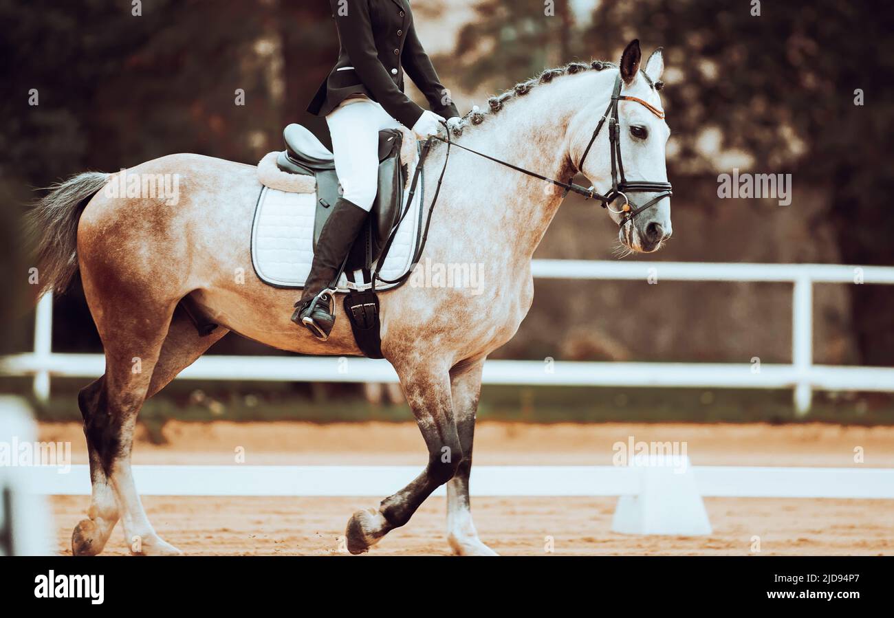 A beautiful dappled elegant horse with a braided mane and riders in the