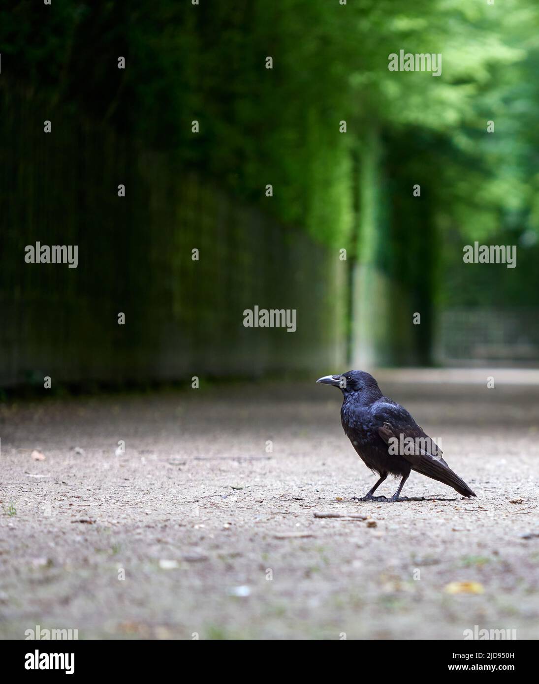 Crow standing on the ground during the summer Stock Photo