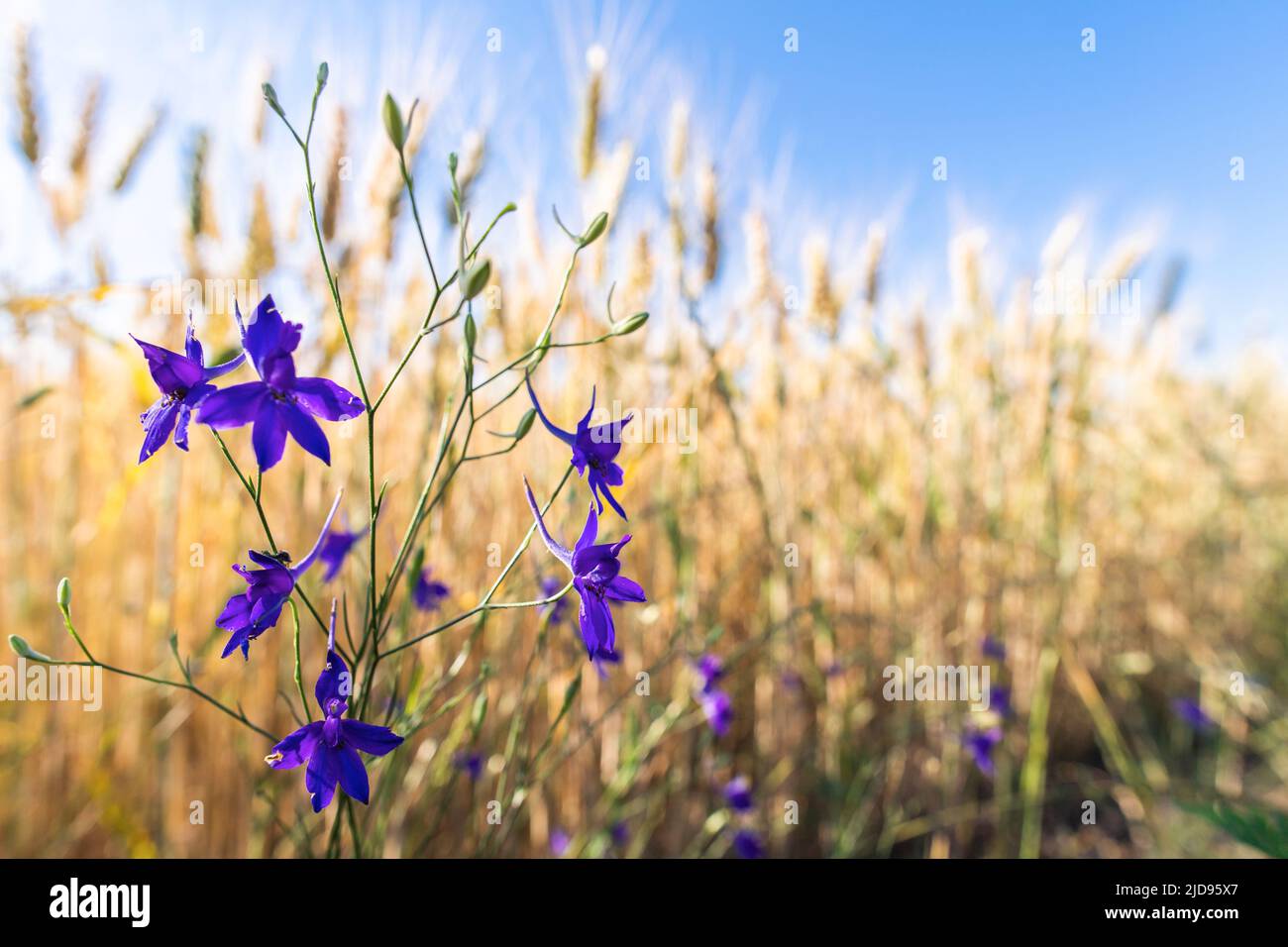 Beautiful wheat field almost ready for harvest with blue flowers. Stock Photo