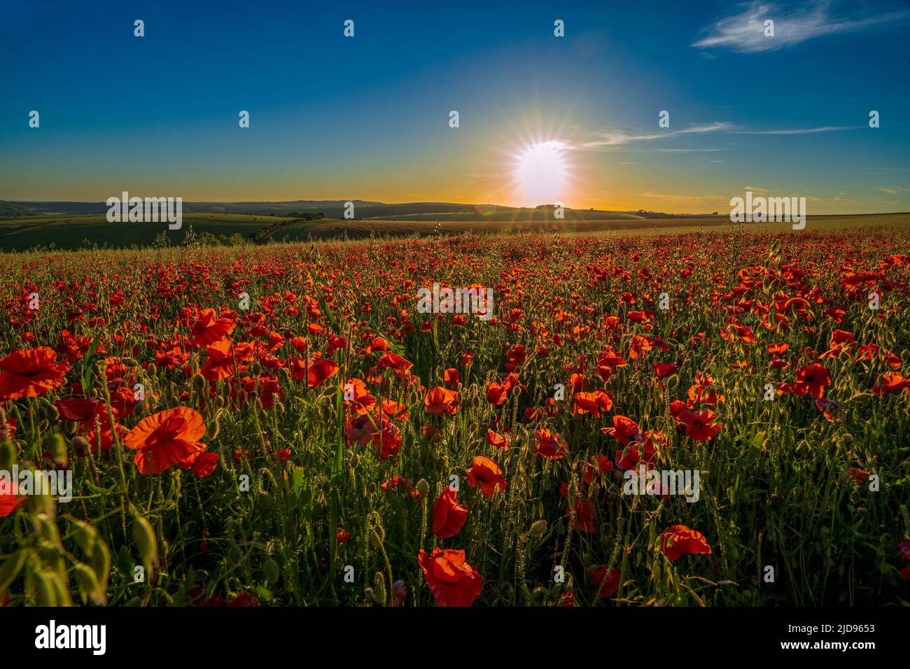 A field of Poppies - Papaver rhoeas at sunset on the South Downs National Park, Brighton, East Sussex, England, Uk, Gb. Stock Photo