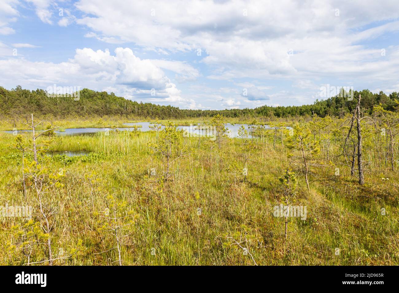 Swamp surrounded by forest. Swampy land and wetland, marsh, bog Stock