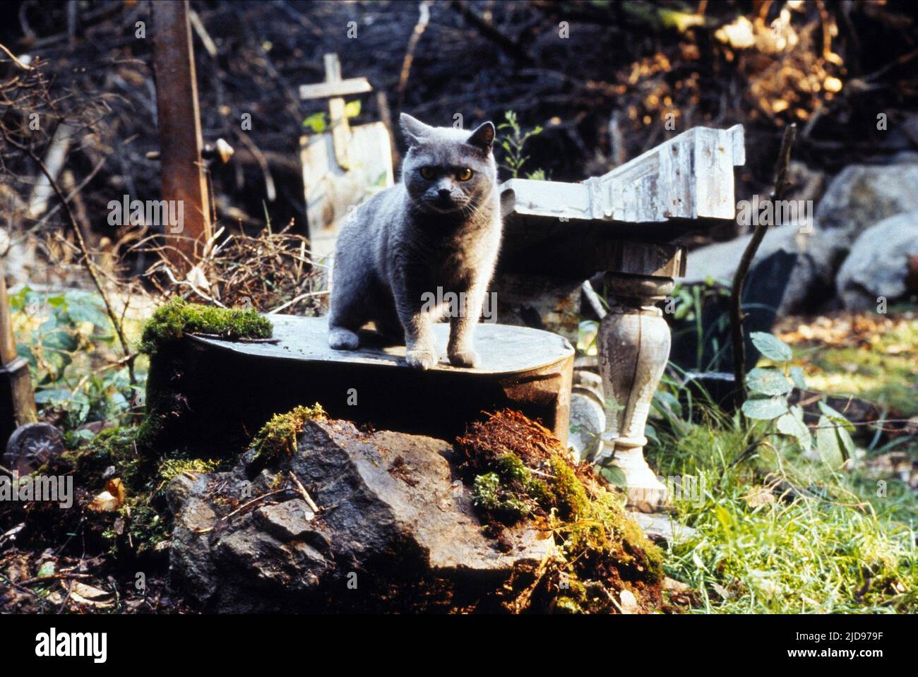 CAT, PET SEMATARY, 1989, Stock Photo