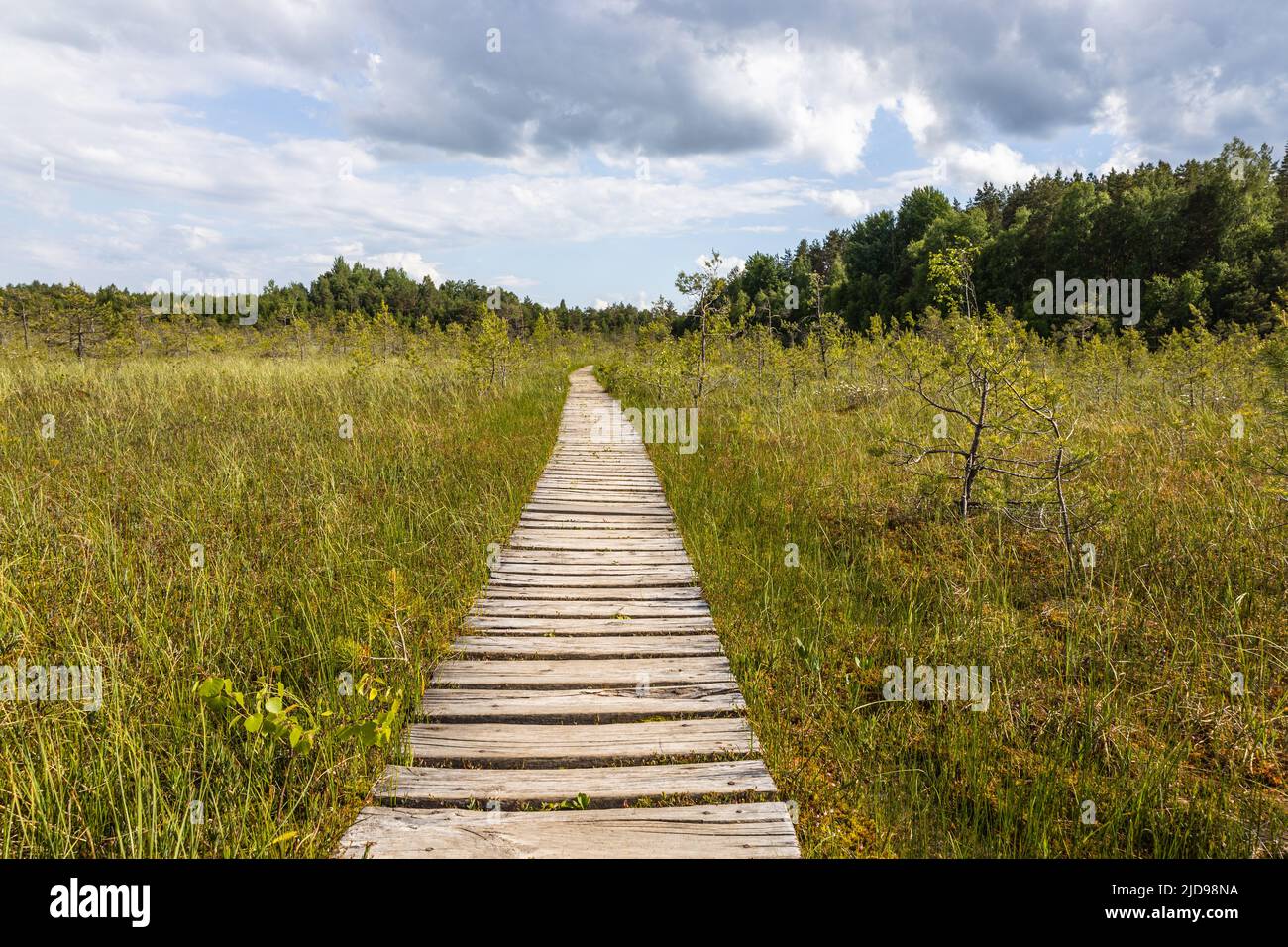 Wooden trail leading along swamp surrounded by forest. Swampy land and wetland, marsh, bog Stock Photo
