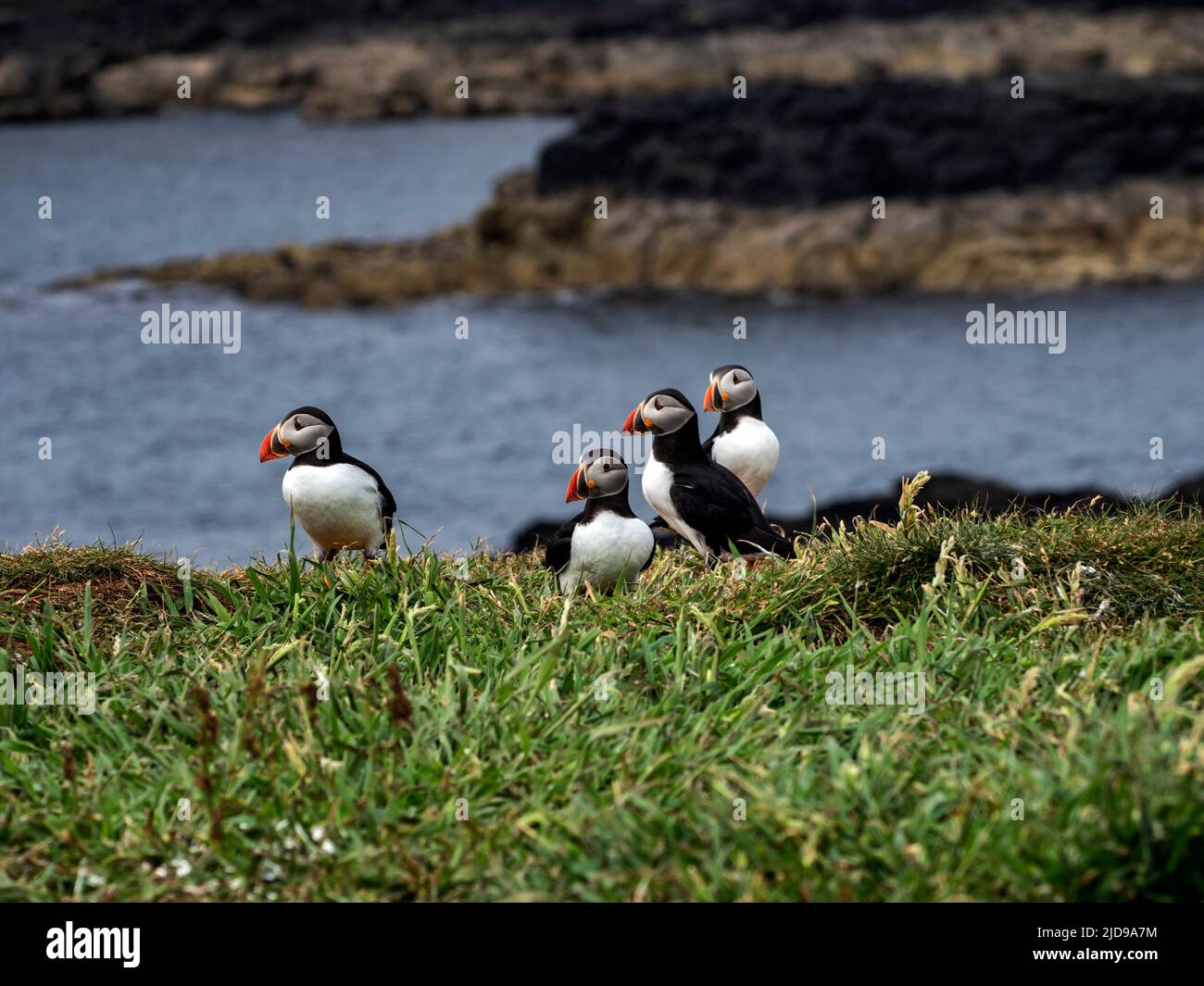 Atlantic puffins (Fratercula arctica) on the Treshnish Islands off the west coast of the Isle of Mull, Scotland, UK. Often called “clowns of the sea” Stock Photo