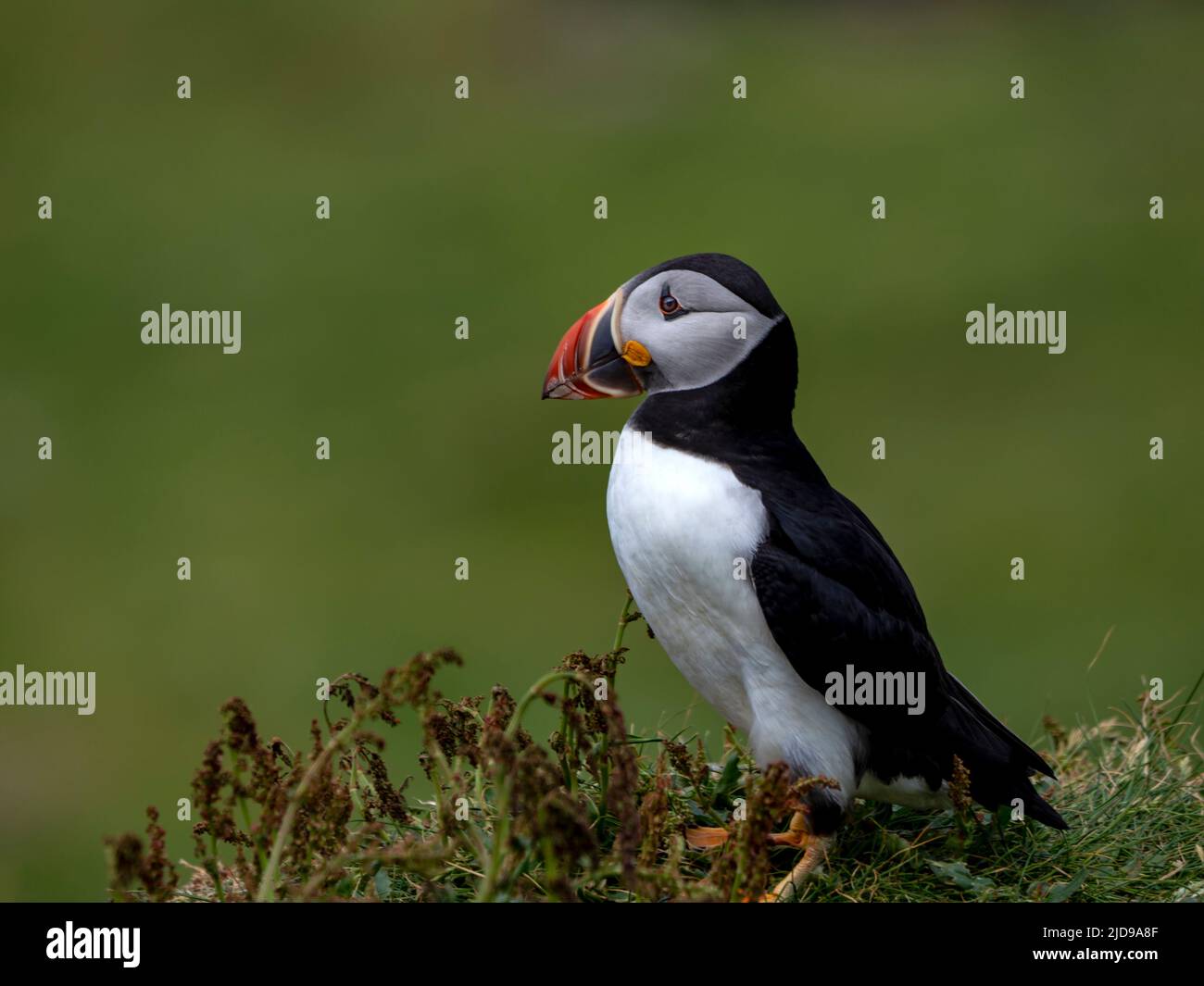 Atlantic puffin (Fratercula arctica) on the Treshnish Islands off the west coast of the Isle of Mull, Scotland, UK. Often called “clowns of the sea” Stock Photo