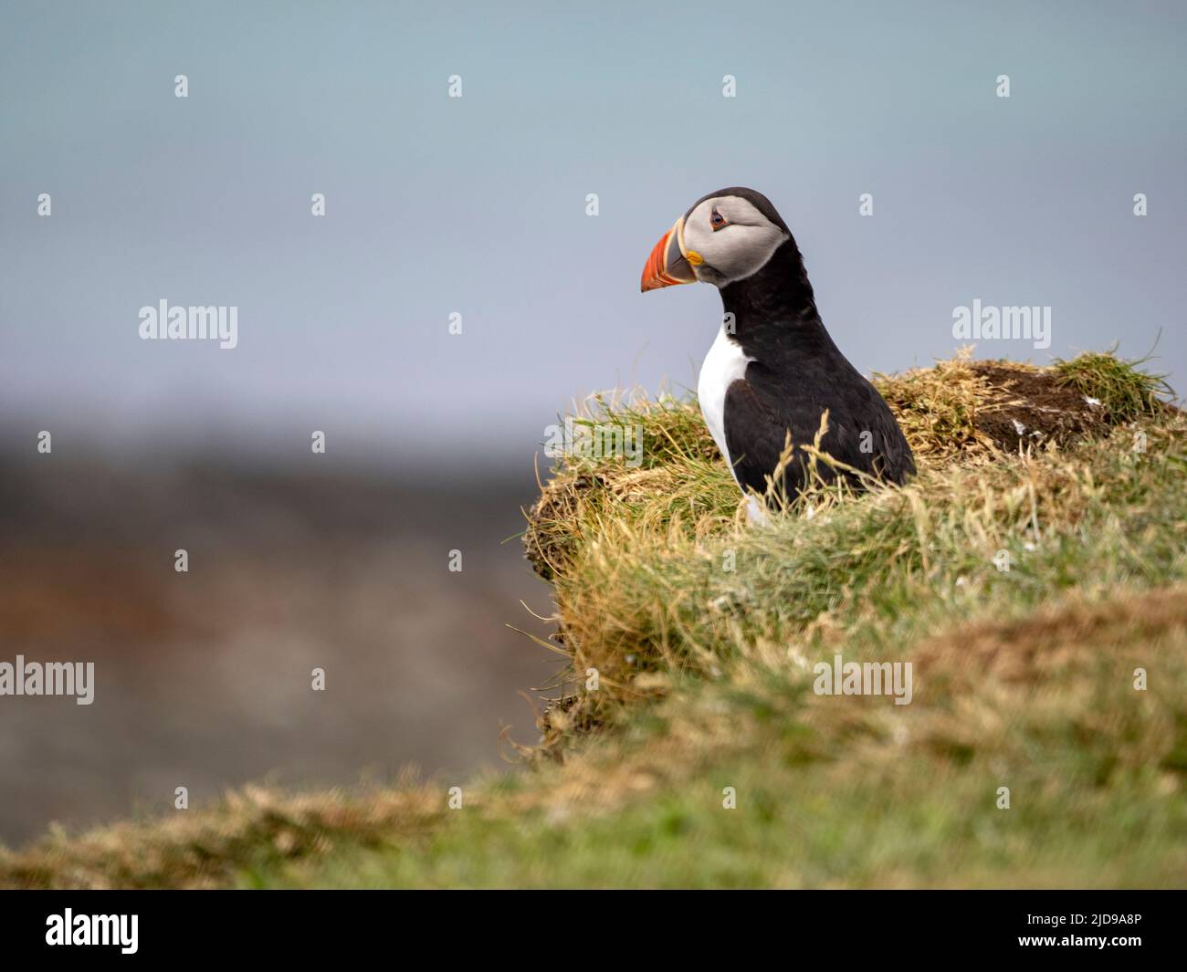 Atlantic puffins (Fratercula arctica) on the Treshnish Islands off the west coast of the Isle of Mull, Scotland, UK. Often called “clowns of the sea” Stock Photo
