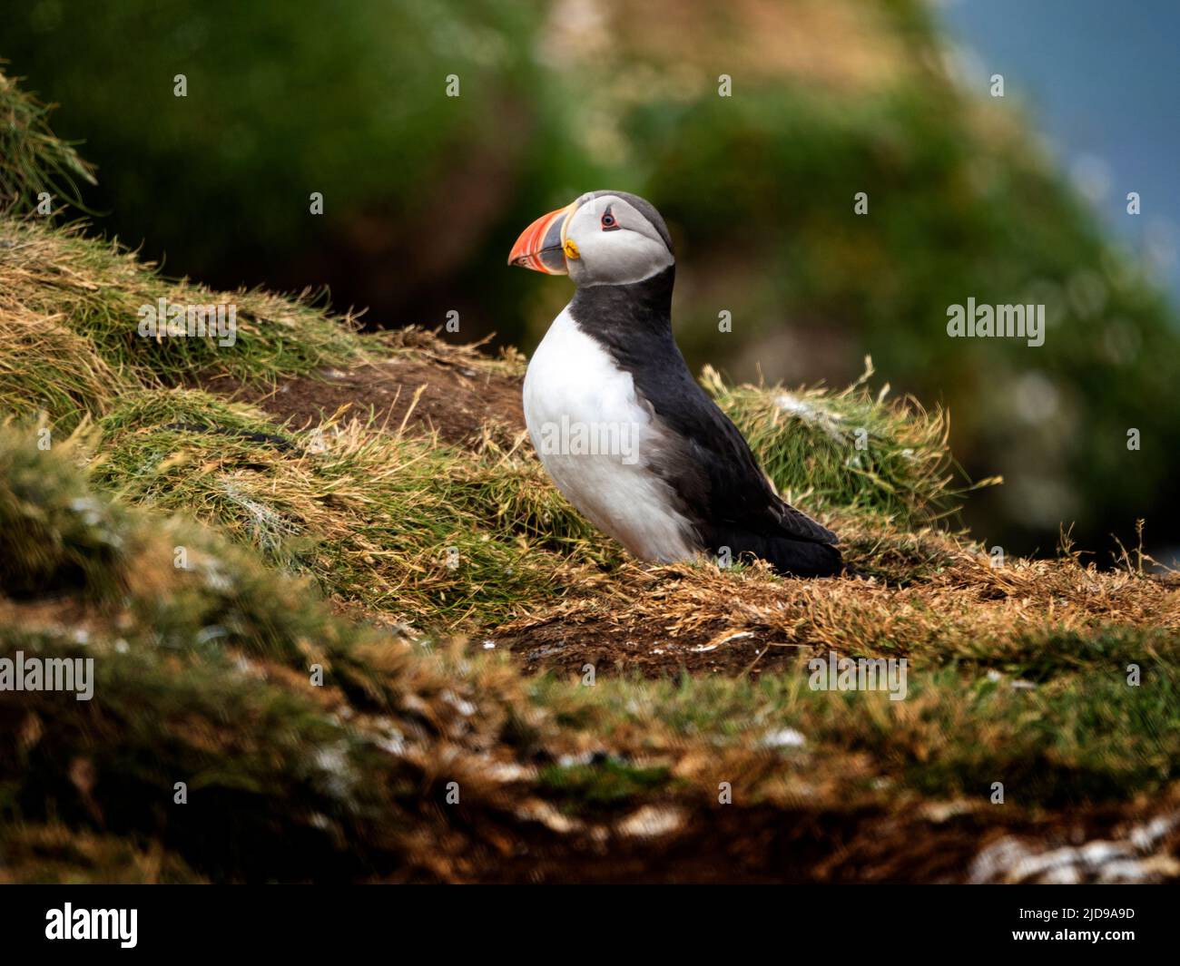 Atlantic puffin (Fratercula arctica) on the Treshnish Islands off the