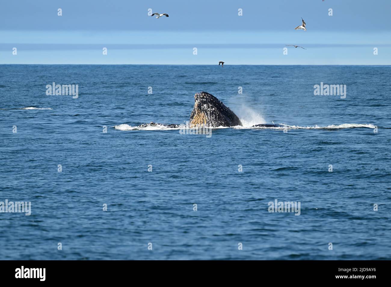 Humpback Whale -  Megaptera novaeangliae Stock Photo