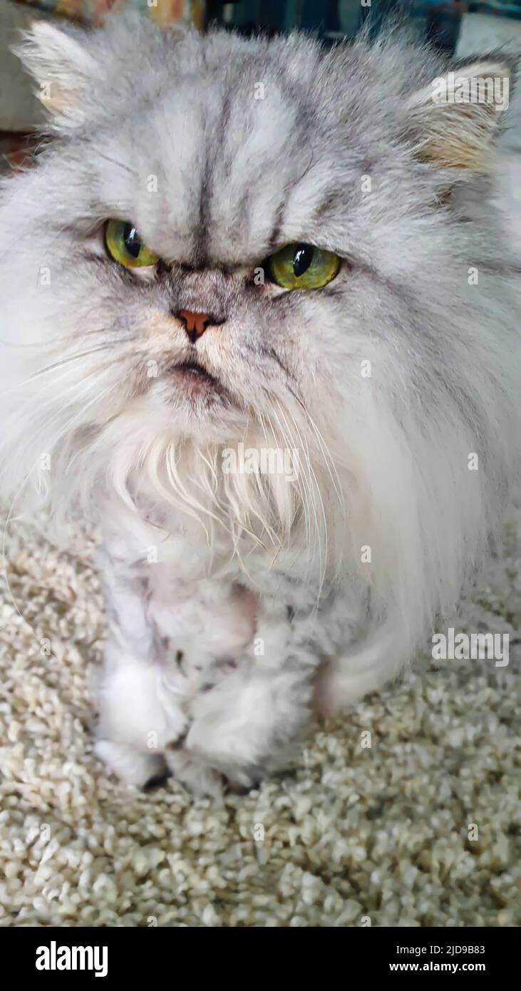 Gray fluffy domestic cat with yellow-green eyes. Pets. copy space Stock Photo