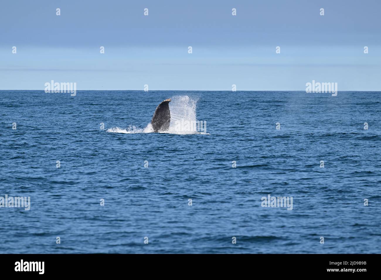 Humpback Whale -  Megaptera novaeangliae Stock Photo
