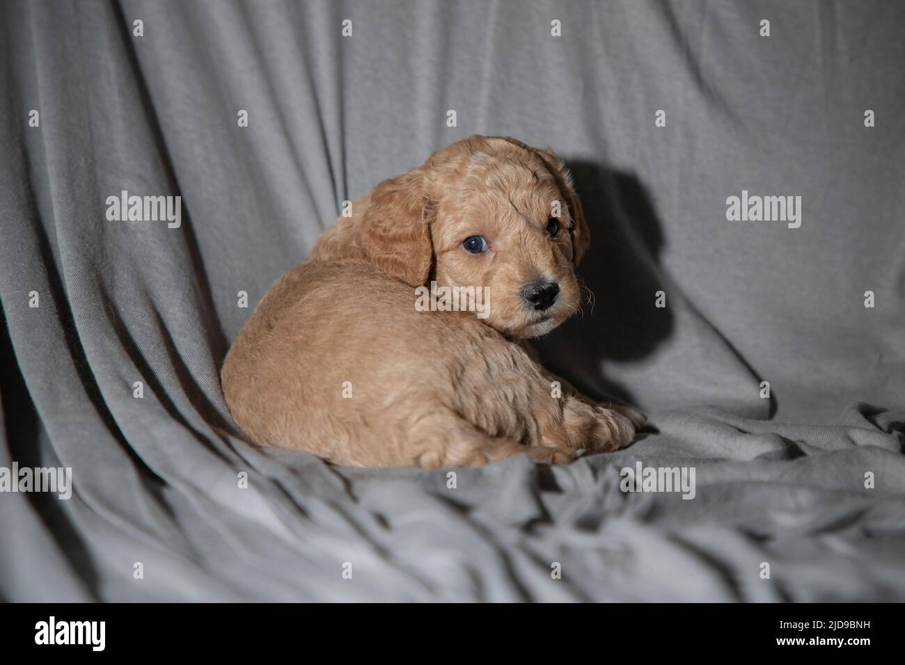 Portrait of a 6-week-old Poochon (Poodle & Bichon mix) puppy Stock Photo