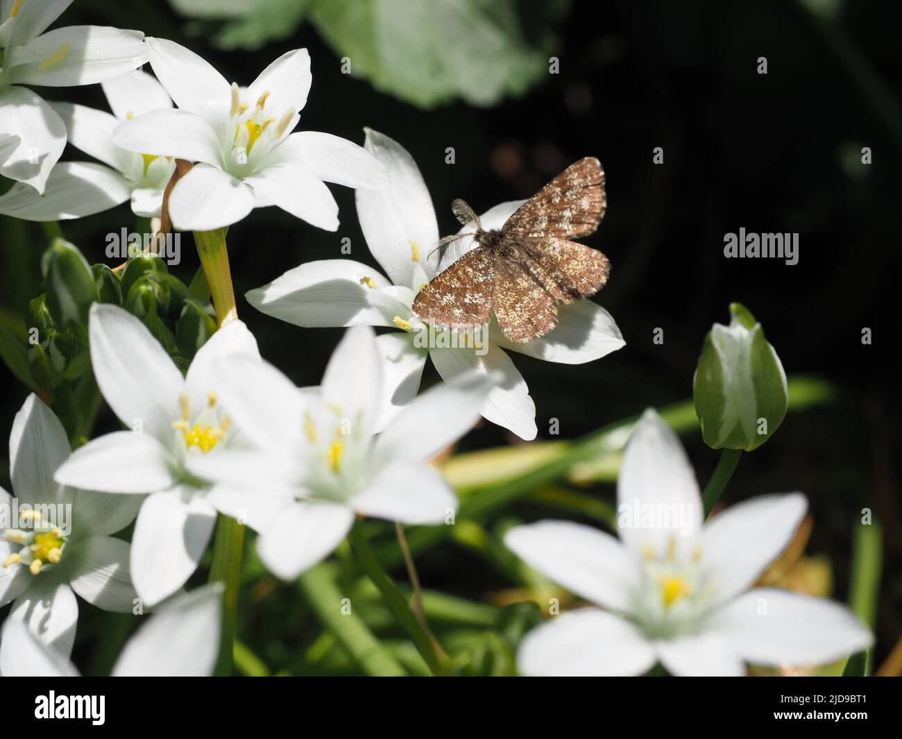 Close focus shot of a male Common Heath Moth, Ematurga Atomaria, on white Scilla flowers with buds. Stock Photo
