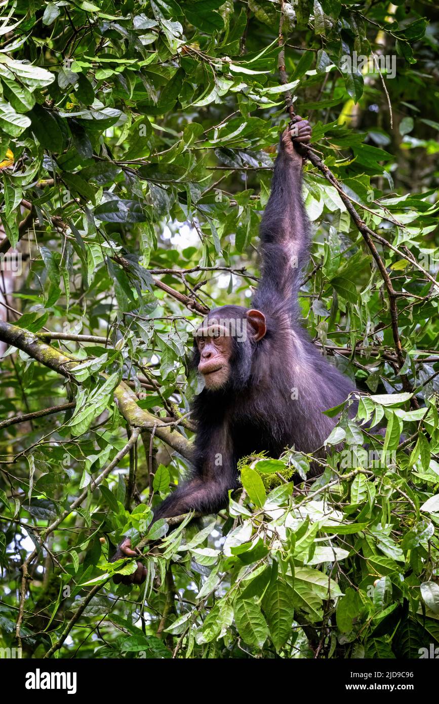 An adult chimpanzee, pan troglodytes, swings the the rainforest of Kibale National Park, Uganda, Africa. An endangered species. Stock Photo