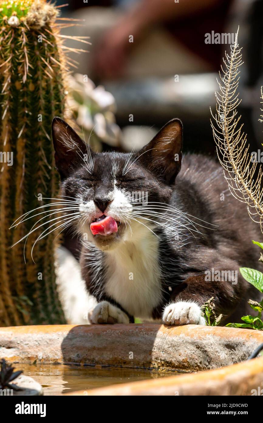A close up of a black and white cat having a drink from a water