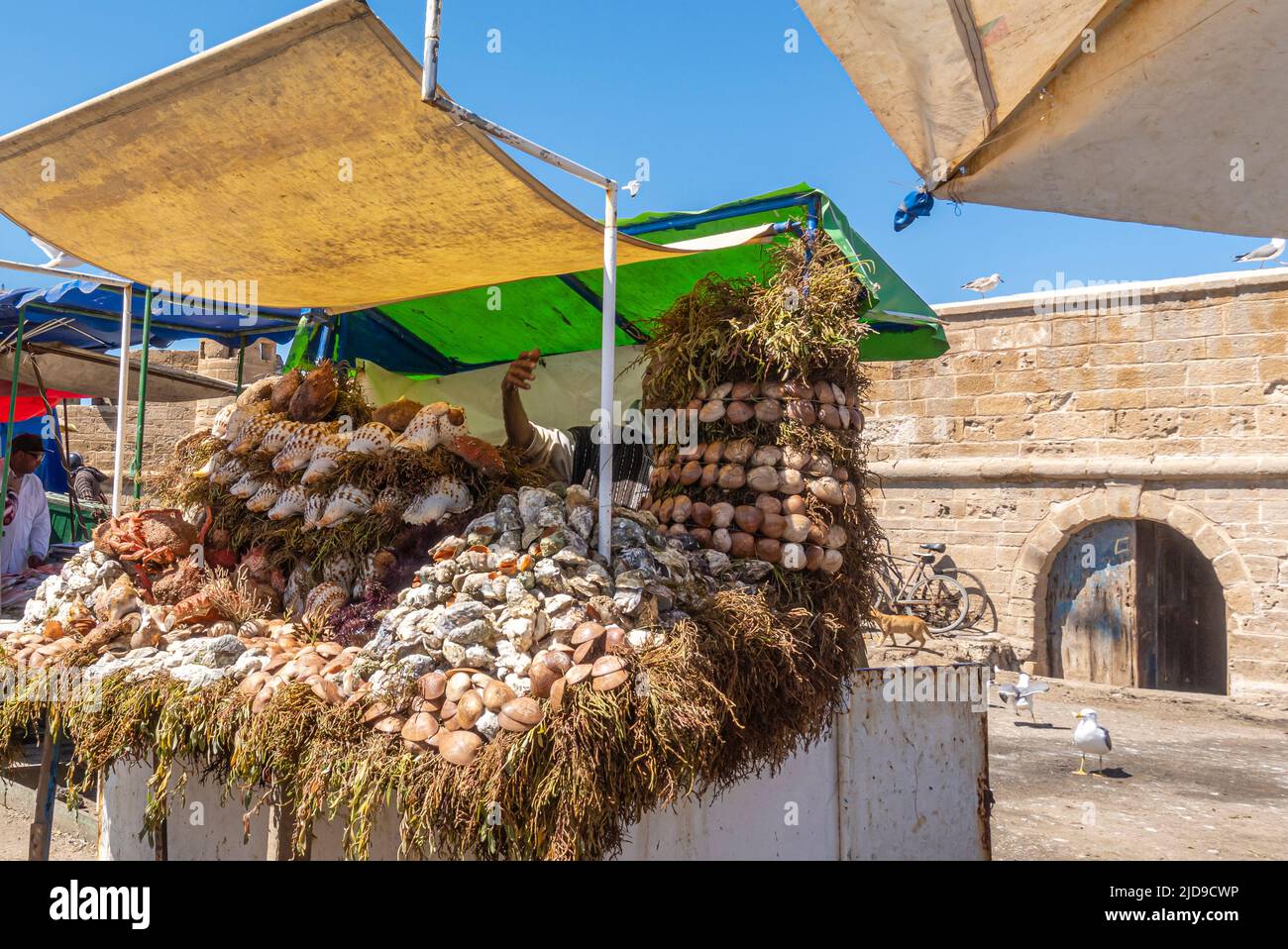 Fresh raw sea cockles clams display for sale at seafood market in the port of Essaouira, Morocco Stock Photo