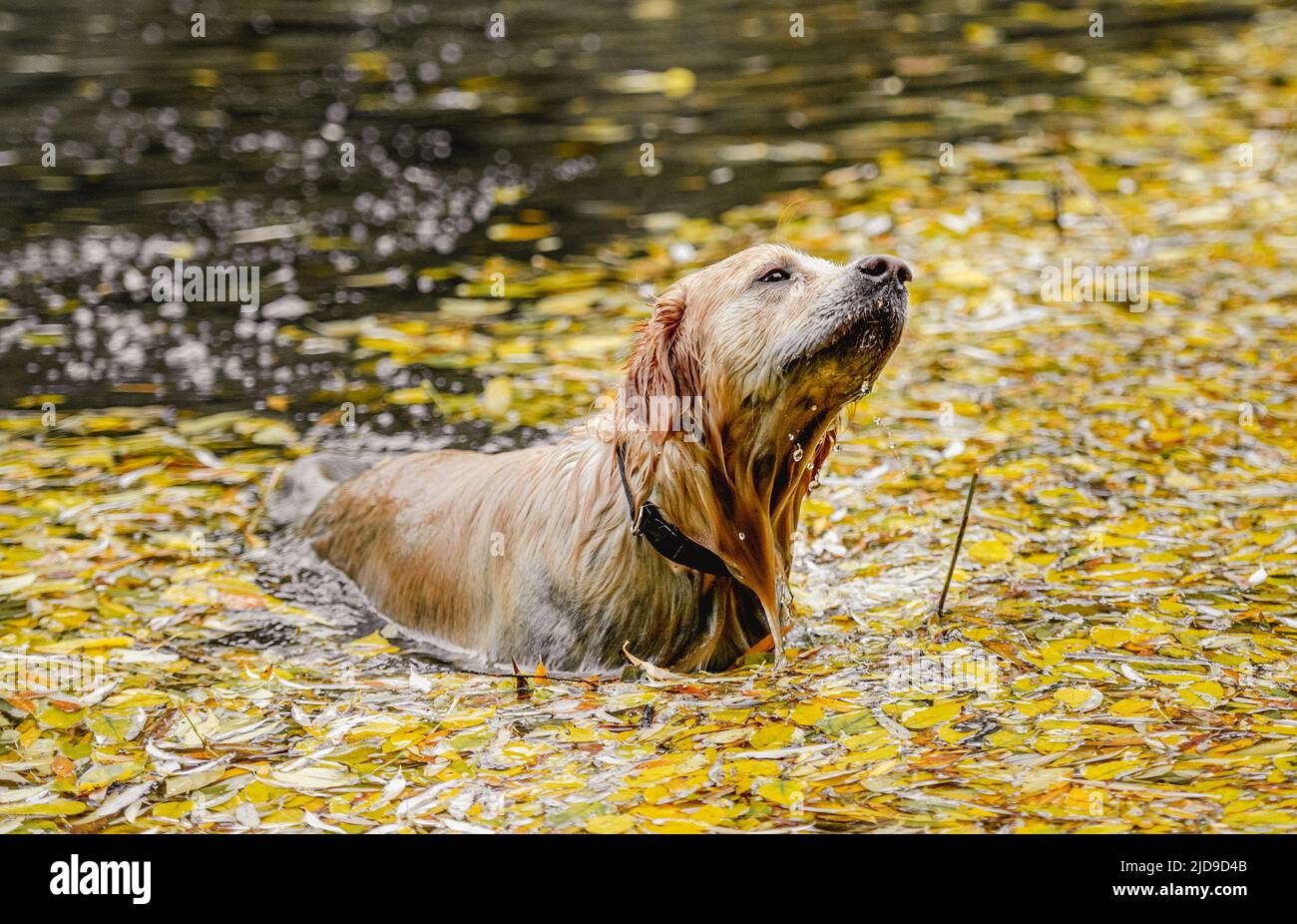 Golden retriever dog hunter Stock Photo Alamy