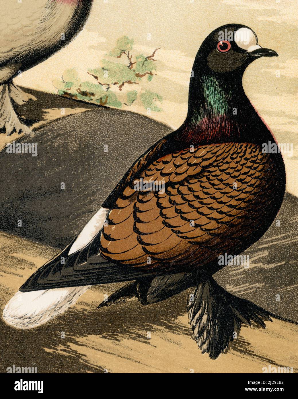 A Copper or Fireback Saxon Whitetail fancy pigeon with impressive